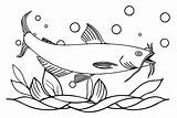30  Catfish Coloring Pages Free Printable PDF JPG PNG & Online Coloring sketch template