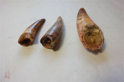 Three Spinosaurus teeth - 63-100 mm - gr. - Catawiki