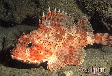 Sculpin was my family's favorite fish back in Cali :) Rockfish, Superfamily, Family Favorites ...