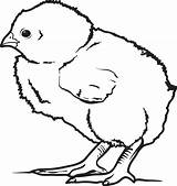 Baby Chick Coloring Pages To Print sketch template