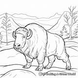 Musk Ox Coloring Pages  Free & Printable sketch template