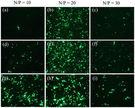 Transfection efficiencies in 293T cells. Fluorescence microscopy images... | Download Scientific ...