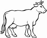 Cow 7 Coloring Page  Free Printable Pages For Kids sketch template