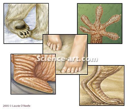 Animal feet art "whose feet are whose"? Illustration@Science-Art.Com/Laurie O'Keefe | Science ...