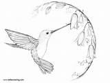 Hummingbird Coloirng Pages Clip Art  Free Printable Coloring sketch template