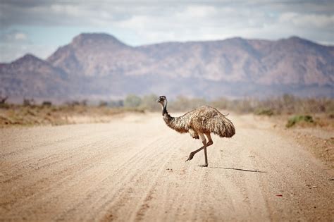 4 Day Flinders Ranges Eco Tour - Heading Bush