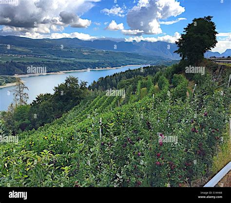 Apple Picking Season in Trentino Italy Stock Photo - Alamy