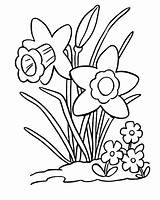 Free Printable Coloring Pages About Daffodils sketch template