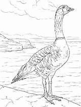 Goose 13 Coloring Page  Free Printable Pages For Kids sketch template