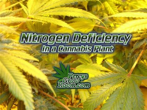 Nitrogen Deficiency in a Cannabis Plant - Percys Grow Room