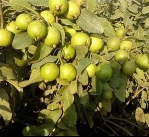 Organic Guava Seeds (Amrood Fruit Tree) in Pakistan - SKY SEEDS 2024