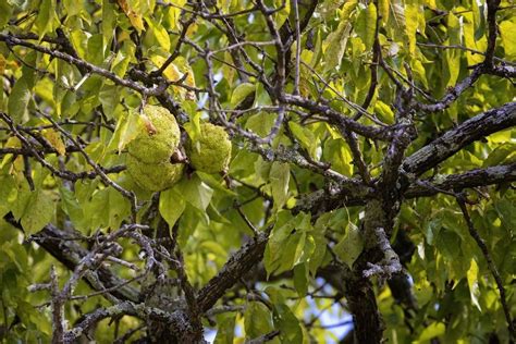 Friend or Foe: What to Know About Osage Orange Trees