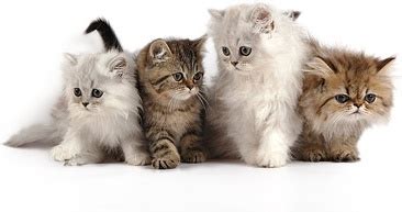 4 cute kittens picture Free stock photos in Image format: jpg, size: 3008x1764 format for free ...