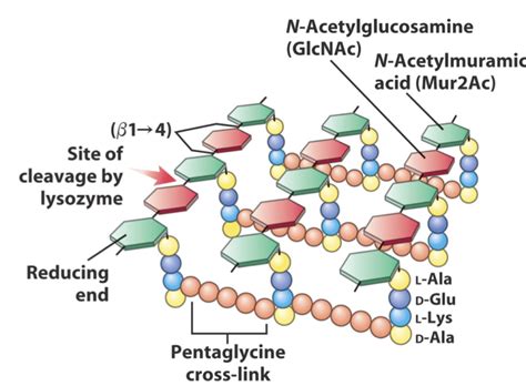 Cell Wall of Bacteria- Overview - Biology Ease