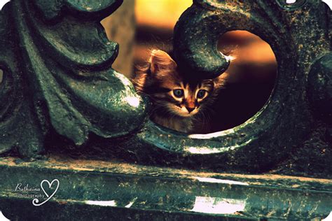 Cute Cat | Buthaina | Flickr