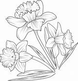 Coloring Pages Daffodil Flower For Tod  Vrogueco sketch template