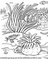 Coral Reefs Coloring Pages  Home sketch template