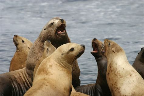 Steller sea lions, Oregon Islands NWR | Steller sea lions ba… | Flickr