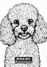 Cute Poodle Coloring Page For Kids  Free PDF Download sketch template