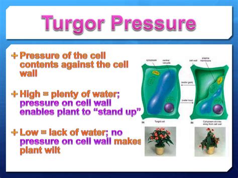 PPT - Homeostasis, Transpiration, Tropisms, & Turgor Pressure PowerPoint Presentation - ID:2164021