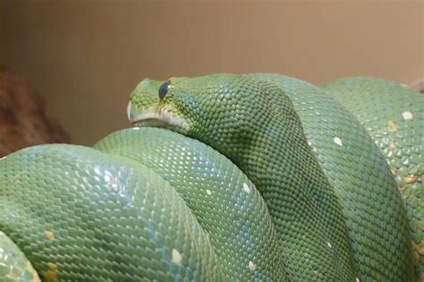 GordonGrice.com: Green Tree Boa