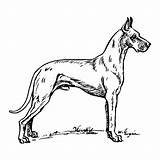 Dibujos De Perros Para Pintar Colorear Images sketch template