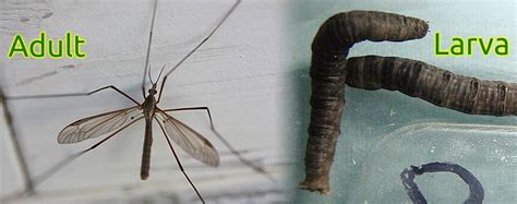 Crane Fly Life Cycle