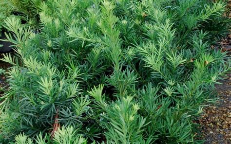 Pringles Dwarf Podocarpus Yew - 3 Gallon - Shrub - Deer Resistant ...