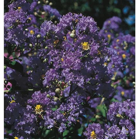 2.25-Gallon Purple Purple Magic Crape Myrtle Flowering Shrub (L24800 ...