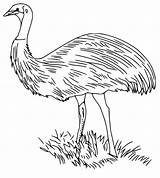 Emu Coloring Australian Pages Animals Outback Feathered Soft Line  sketch template