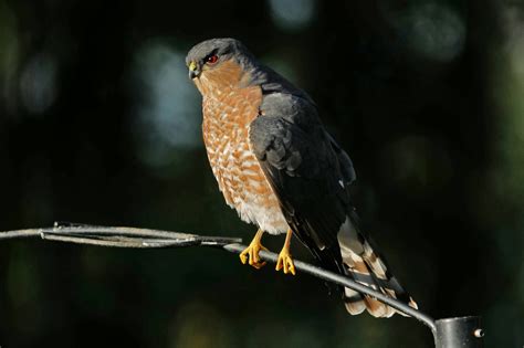 Bird Lore: Sharp-shinned Hawk - My Edmonds News