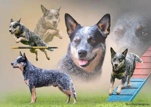 12 Awesome facts about the Australian Cattle Dog