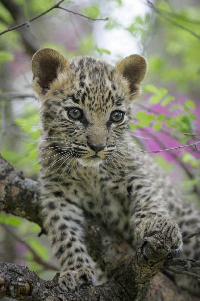 Baby Leopard Stock Photos, Pictures & Royalty-Free Images - iStock