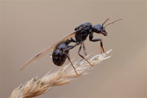 Winged Carpenter Ants Can Cause Major Home Damage — Best Life