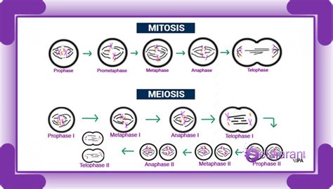 sel hewan dan sel tumbuhan sama sama mengalami pembelahan mitosis ...