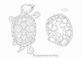 MyPet coloring Razor backed musk Turtle By NudepencilSohn On DeviantArt sketch template