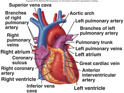 Cardiovascular System I: Heart | Cardiovascular, Cardiovascular system ...