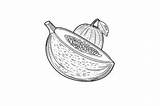 Cantaloupe Coloring Page For Adults Graphic By Forhadx5 · Creative Fabrica sketch template