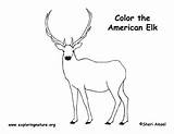 Elk Coloring Page sketch template