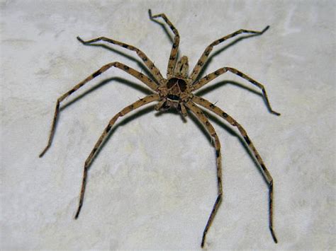 brown huntsman spider (male) | Project Noah