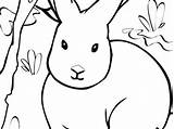 Arctic Hare Coloring Clipartmag Drawing Sketch Page sketch template