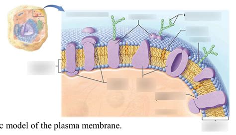 Fluid Mosaic Model of the Plasma Membrane Diagram | Quizlet