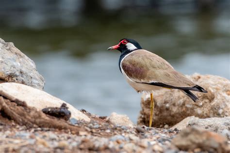 Red-Wattled Lapwing Bird · Free Stock Photo