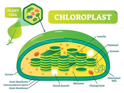 Plant Chloroplast chemical biology vector illustration cross section diagram – VectorMine ...
