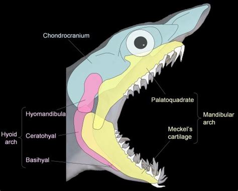 GEOL431 - Vertebrate Paleobiology