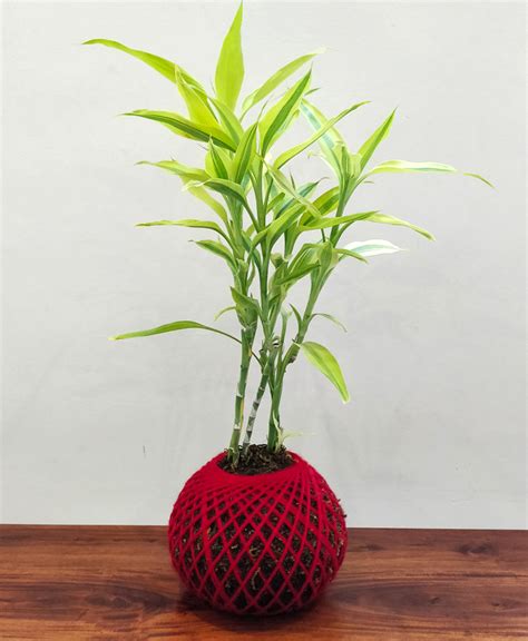 Lucky Bamboo Home Decor, Gift Plant Kokedama, Good Luck, Feng Shui