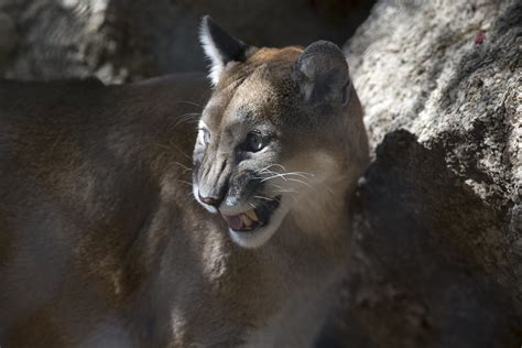 Mountain lion encounters are rare, but if you encounter one, here are 5 ways to stay safe ...