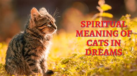 Spiritual Meaning Of Cats In Dreams - A Sign Of Pending Misfortune