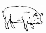 Free Printable Pig Coloring Pages For Kids sketch template