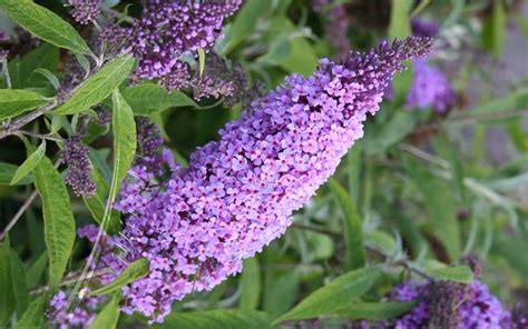 Buy Buzz Lavender Dwarf Butterfly Bush - 1 Gallon - Butterfly Bush - Buy Plants Online